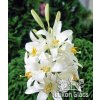 Lilium candidum - lilie kostelní, bělostná - NAHRNKOVANÁ