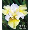Iris sibirica YELLOW TAIL  - "sibiřský kosatec"