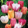 Směs jednoduchých pozdních tulipánů