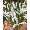 Iris reticulata Frozen Planet