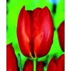 Tulipán Lalibela