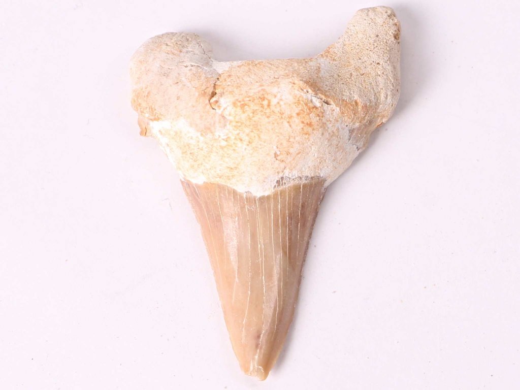 Fosilie žraločí zub velký 5 cm #377