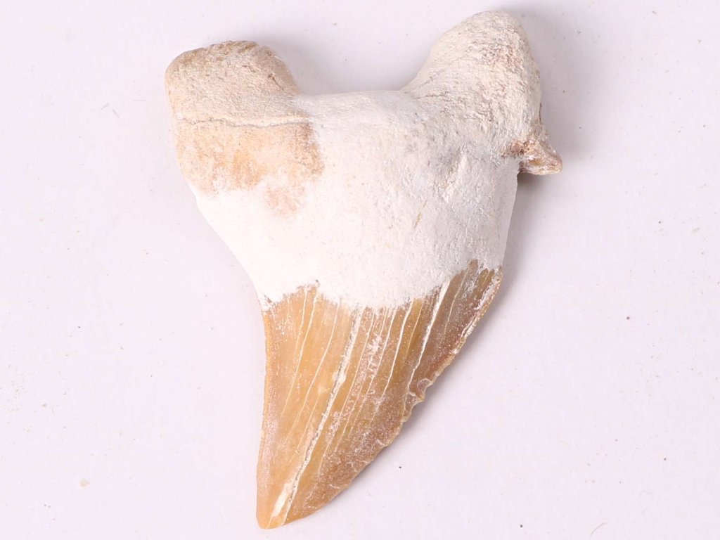 Fosilie žraločí zub velký 5 cm #403