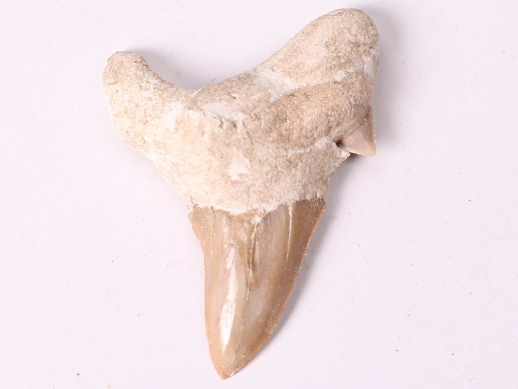 Fosilie žraločí zub velký 6 cm #429