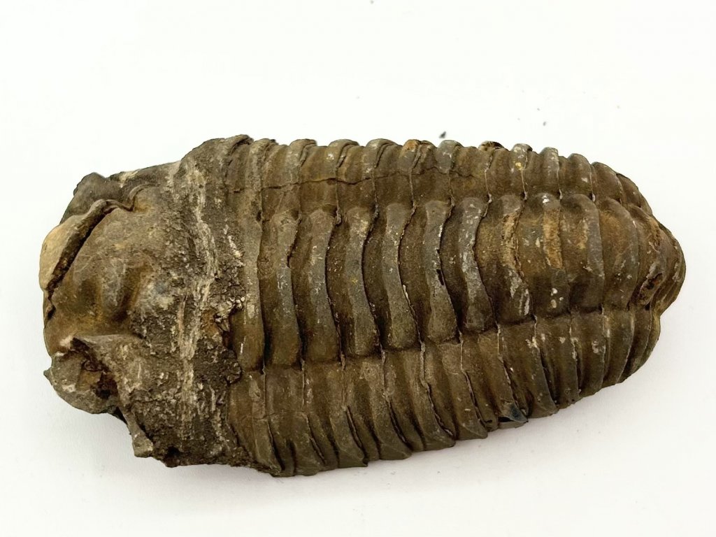 Fosilie Trilobit Calymene Flexicalymene 85 mm #306