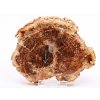 Zkamenělé dřevo plát 296 g - 12 cm + stojánek #B410 Madagaskar