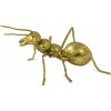 Zlatý mravenec 114581