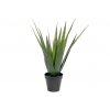 Aloe-Vera rostlina, 60 cm