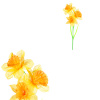 Narcisky, 3-květy, žluto-oranž. barva. - SG7362 OR