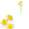 Narcisky, 3-květy, bílá barva. - SG7362 WT