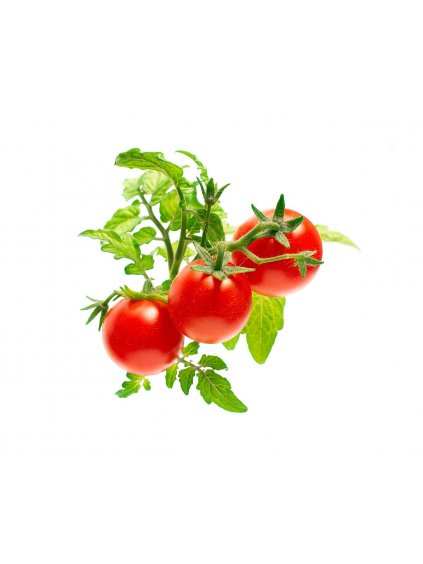 Mini Tomato plant 1200x960 0e797acb 6063 45c5 98a7 cd5586e6c598 1200x