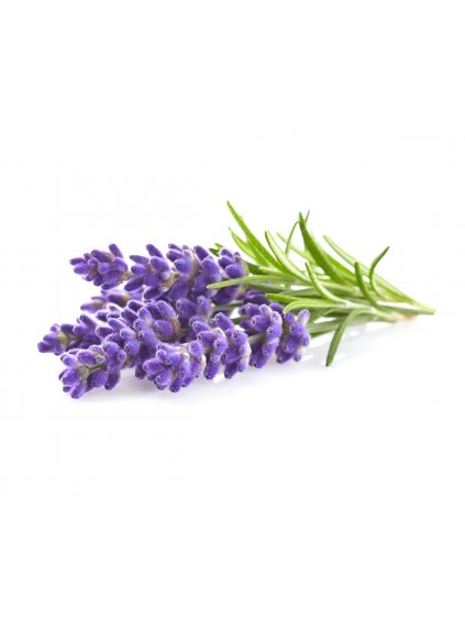 Lavender plant 1200x960 64f4a0c5 0e53 4b49 a5b2 9eb56a5fb824 1200x