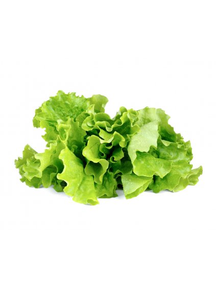 Green Lettuce plant 1200x960 a0cd2406 63c1 4120 aa53 5e4394af5536 1200x