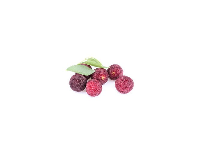 myrica rubra wax berry bayberry leaves isolated white 54843095