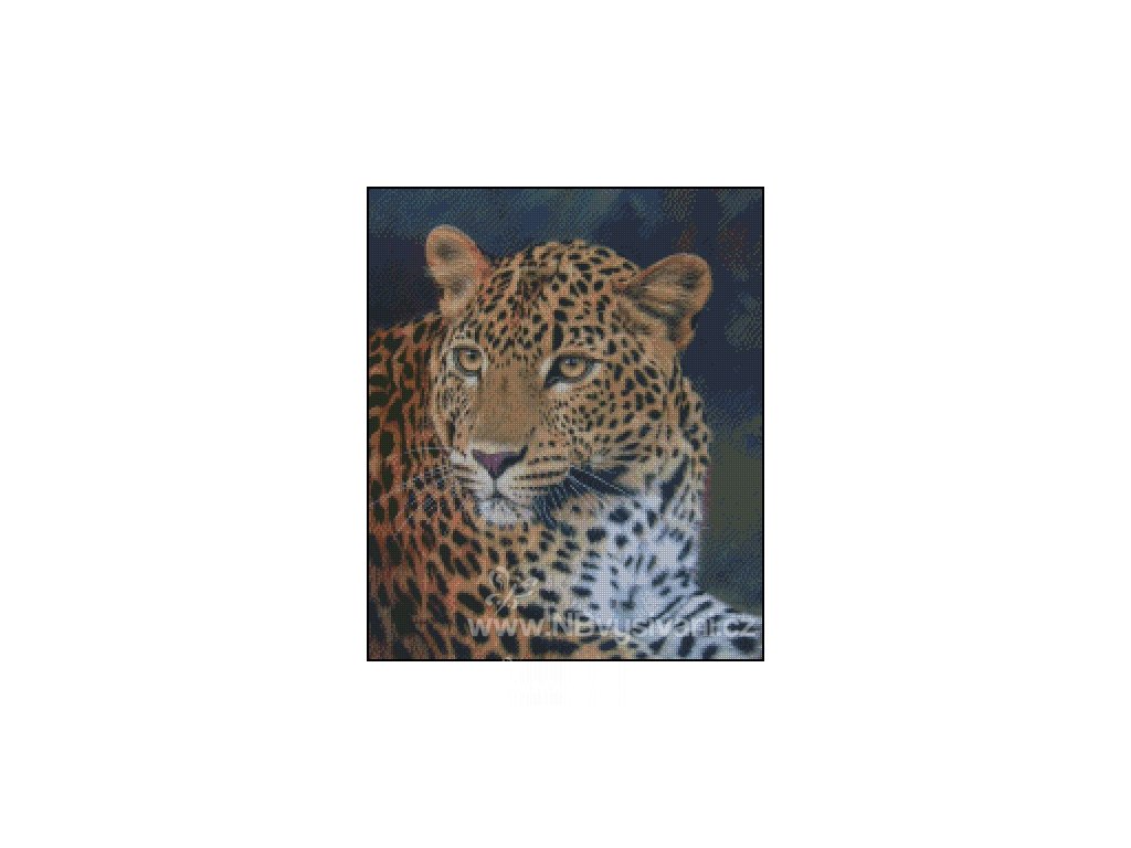 Leopard Stare (předloha)