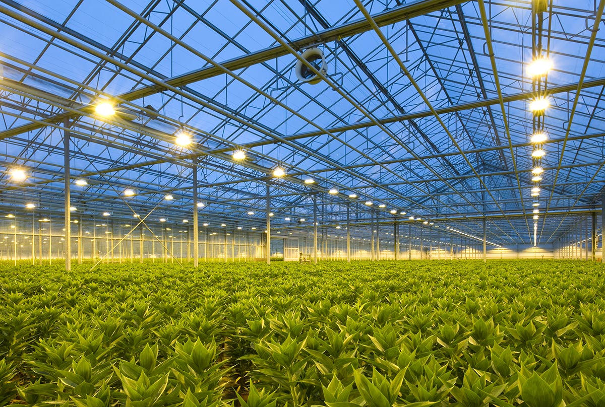 industrial-hydroponic-farm