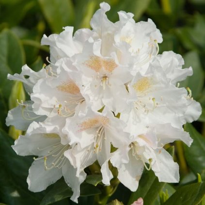 Rododendrón Cunningham´s White 30/40 4l  Rhododendron hybridum 'Cunningham´s White'