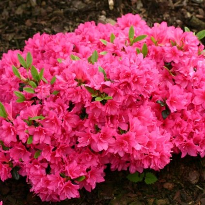 Rododendron A.Frank 15/20 1l  Azalea japonica 'Anne Frank'