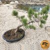 Bonsaj Borovica čierna č.22  Bonsai Pinus nigra