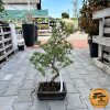 Bonsaj Borovica málokvetá 55 cm  Pinus parviflora 55 cm