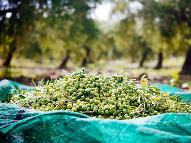 Čistota … půl zdraví a u olivového oleje to platí dvojnásob!