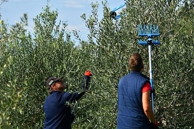 Sklizeň oliv na farmě Chiavalon