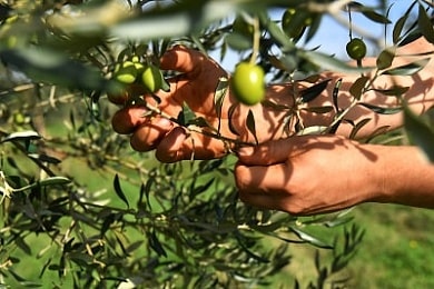 Oliva v olivových hájích Chiavalon