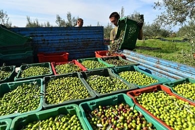 Při sklizni se olivy olivy co nejrychleji převážejí do mlýna na zpracování