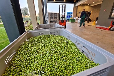 Sklizené olivy se rychle přepravují do mlýna na zpracování