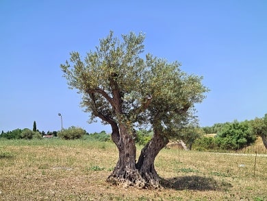 Rodinná olivová farma Frantoi Cutrera na Sicílii