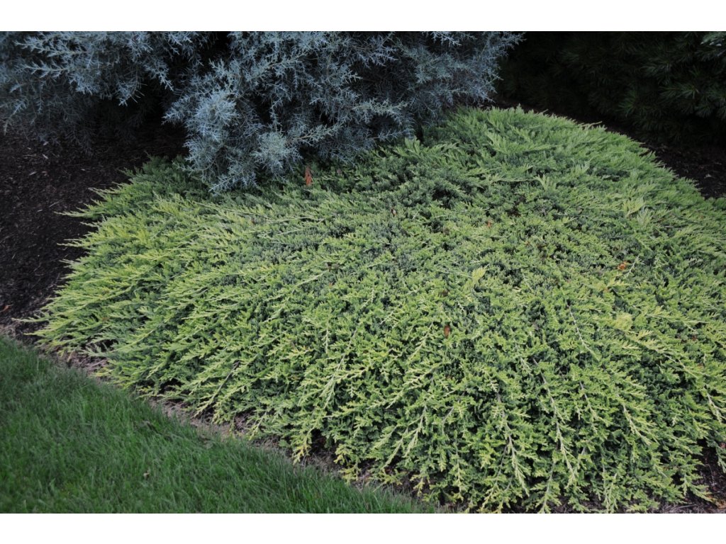 juniperushorizontalisgoldencarpetrg200880818 1mpmtvw2225