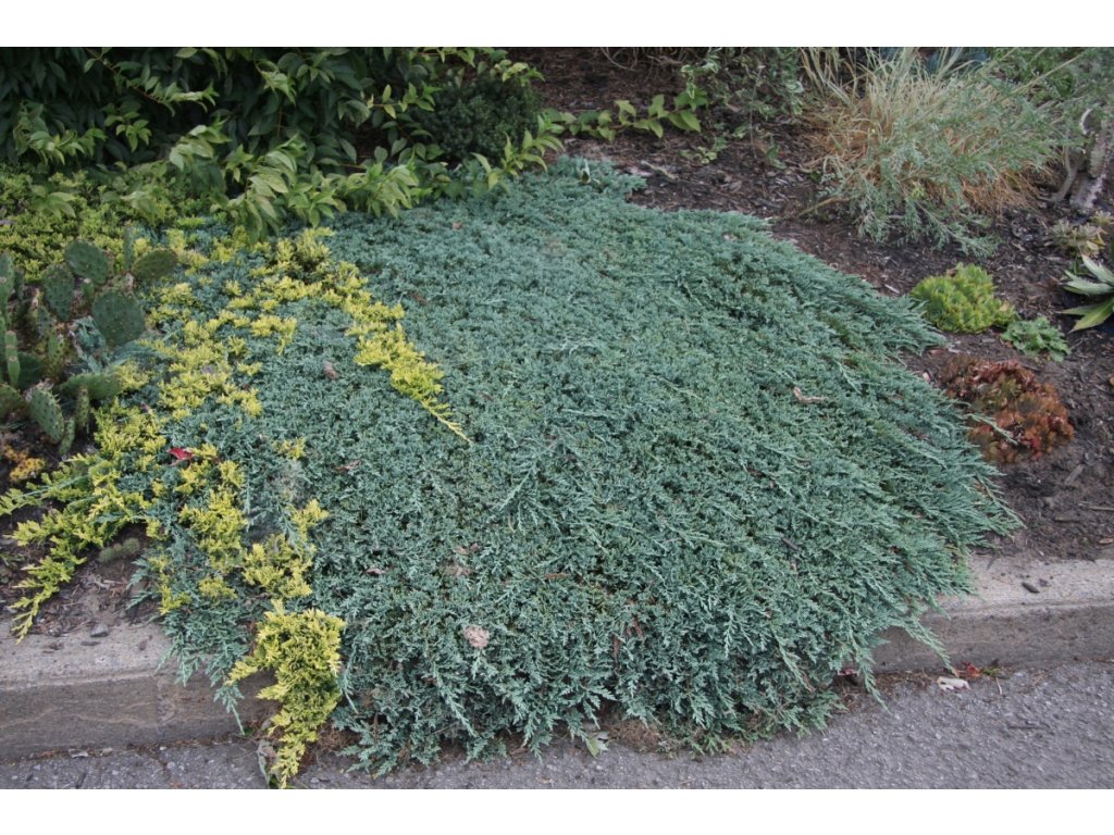 juniperushorizontalisbluechips40513mpmtw3523