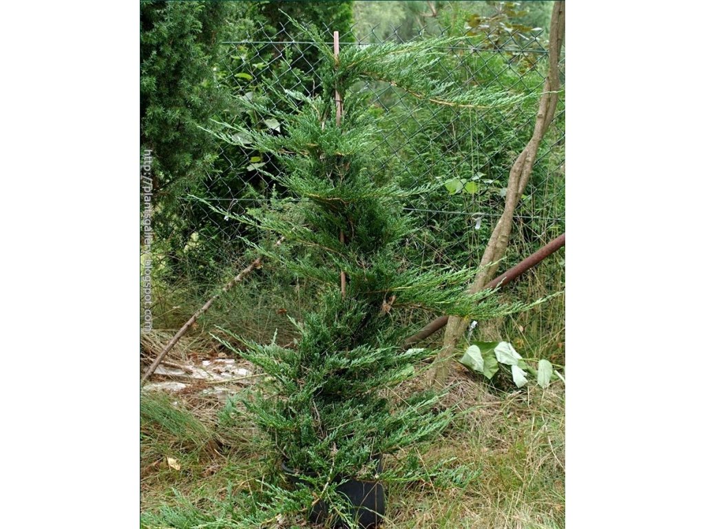 Juniperus horizontalis 'Jade River' Ja owiec p o cy