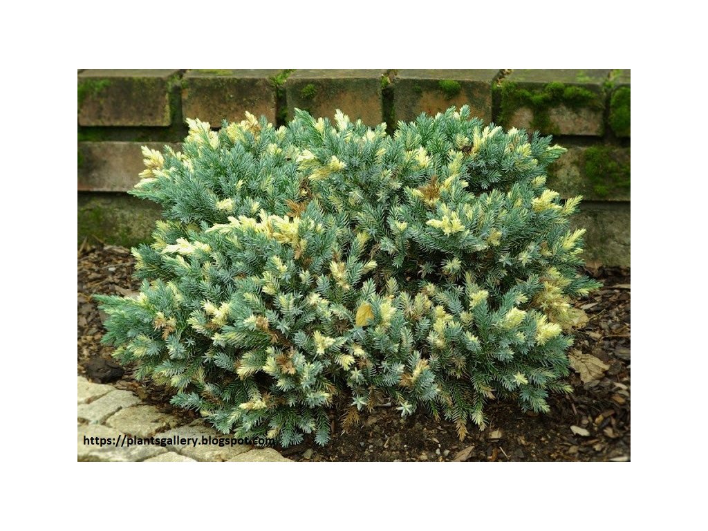 IMGP0418 Juniperus squamata 'Floreant' Ja owiec uskowaty