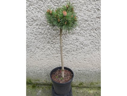 Pinus Mugo Echiniformis