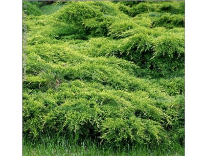 Juniperus media 'Mordigan Gold' Ja owiec po redni 'Mordigan Gold' pokr j