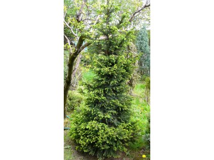 Picea abies Wills´ Zwerg (Výška 70 - 80cm, 5L)