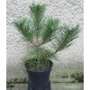 Pinus Nigra Pyramidalis