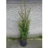 Juniperus com Suecica 3L