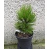 Pinus Leucodermis Compact Gem 3L