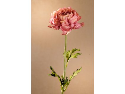 F260 P Ranunculus pink Krásný pryskyřník 51 cm růžový od Paramiit