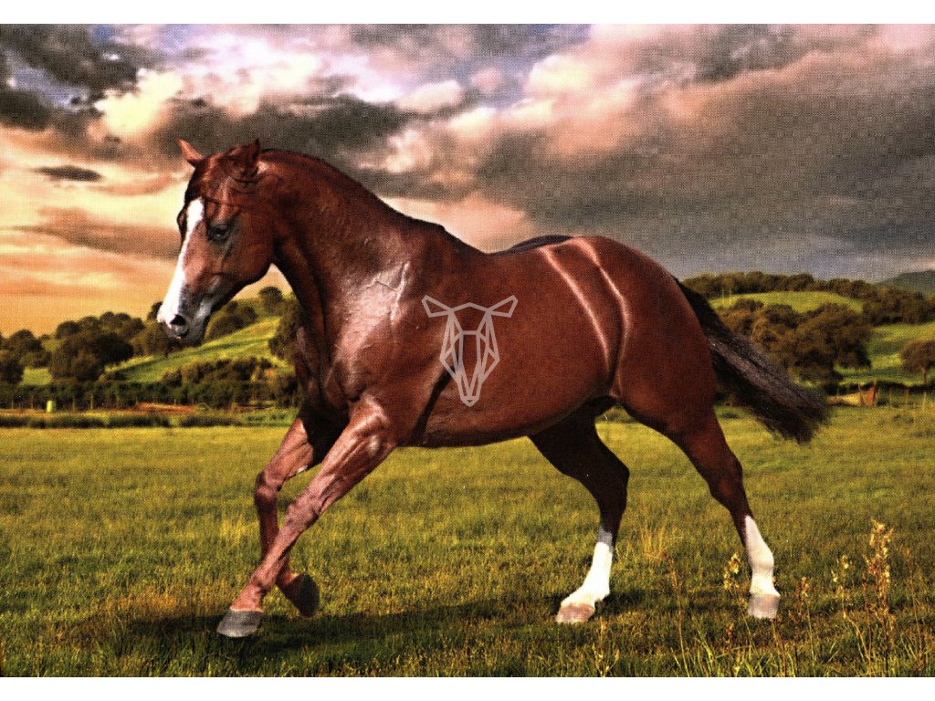 1727 2 pohlednice quarter horse ryzak