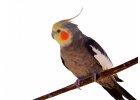 Eimischungen für mittelgroße Papageien und Vögel