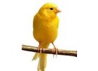 Eiermischungen für alle Kanarienvögel