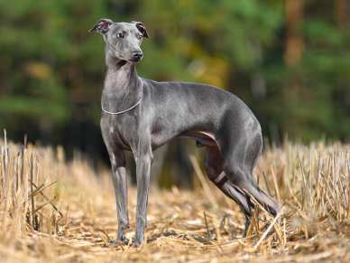 Anglický chrt (Greyhound)