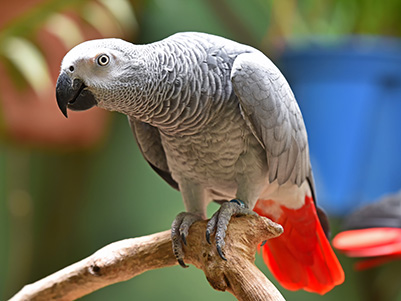 Jak vybrat jméno pro papouška?