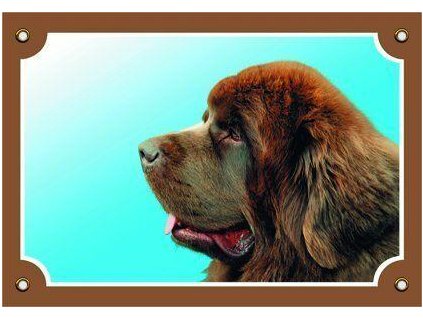 Barevná cedulka Pozor pes, Novofundlanský pes hnědý