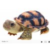 Plyšová želva stojící