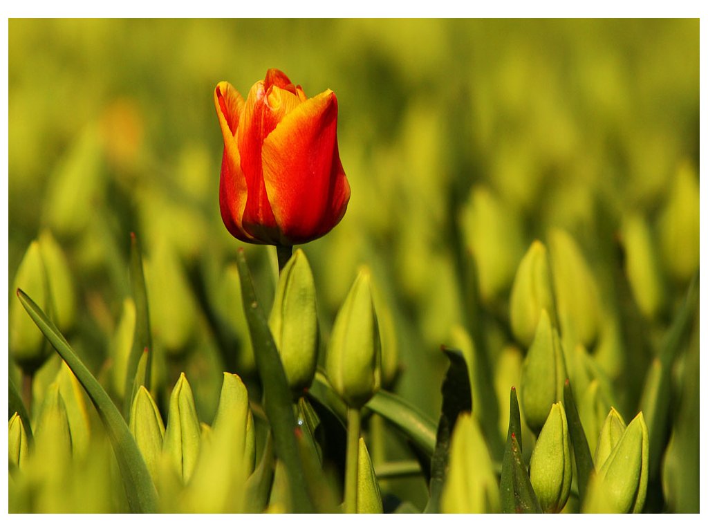 Pohlednice Červený tulipán