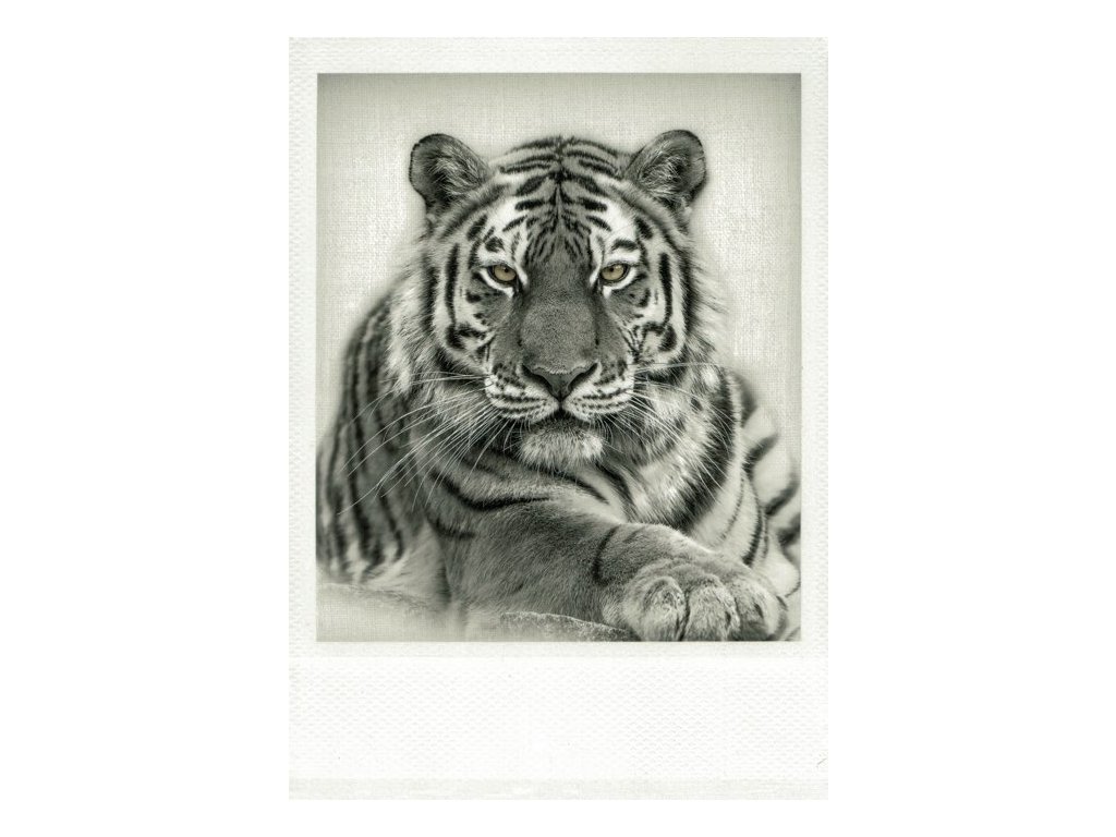 Pohlednice Tygr